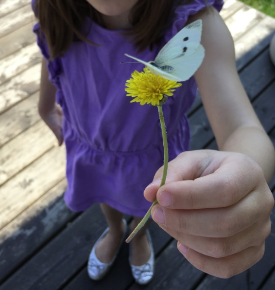 butterfly on dandelion