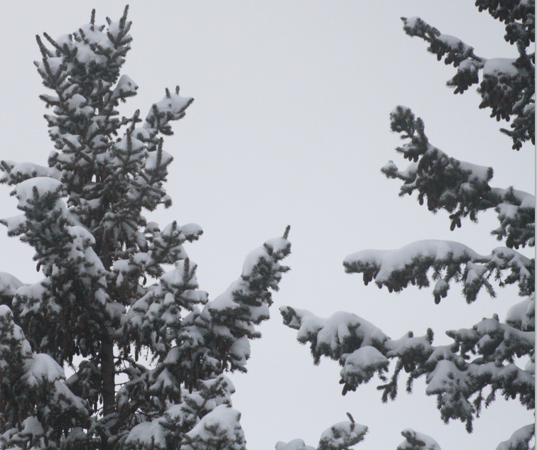 snow on evergreen
