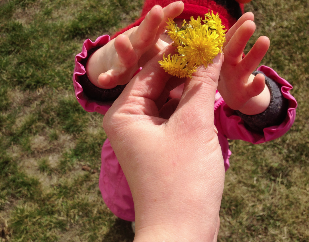 dandelions for ma