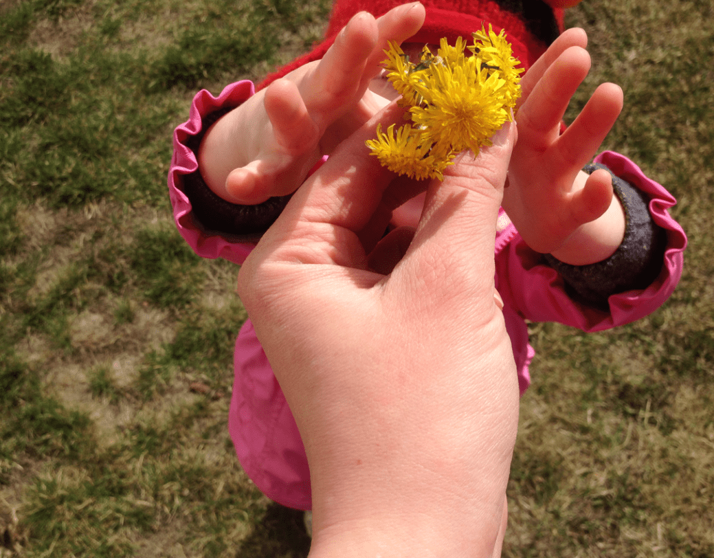 dandelions for ma