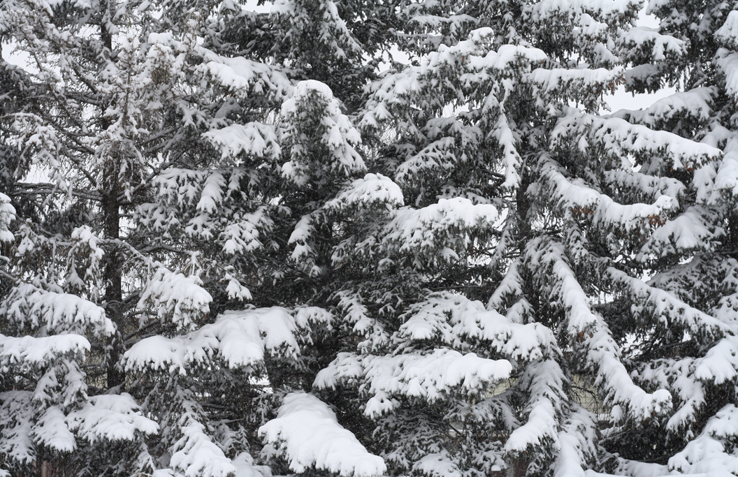 evergreens across the street winter