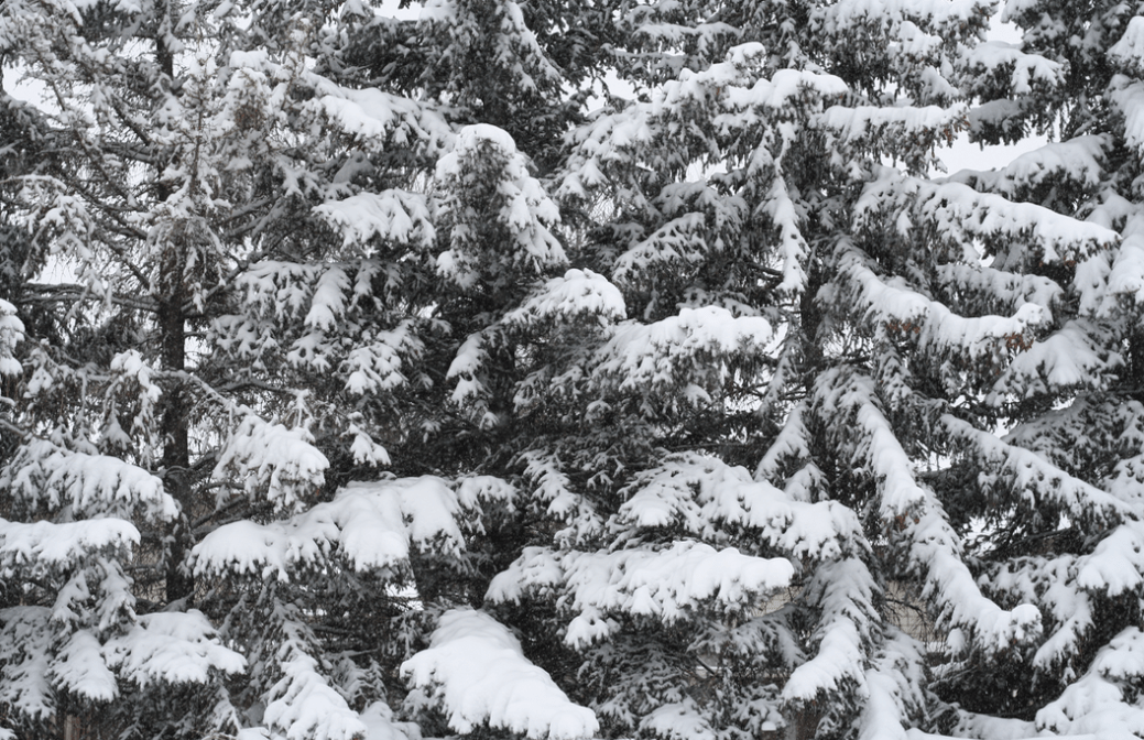evergreens across the street winter