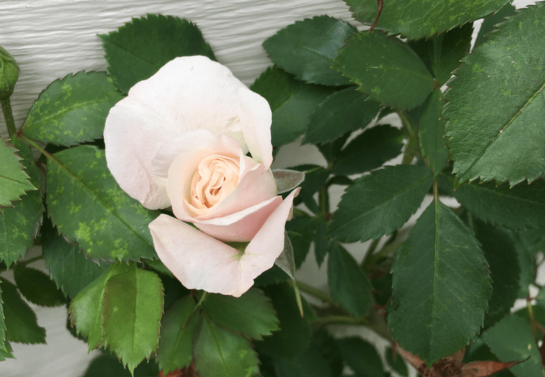 first rose to bloom