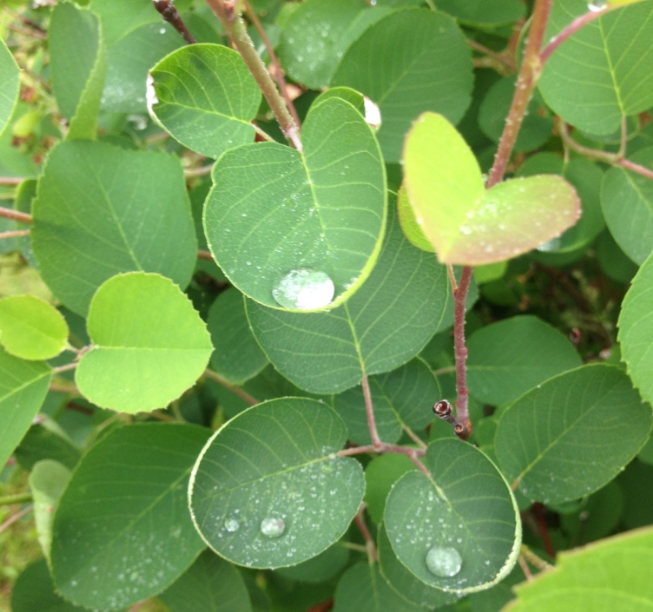 raindrops on leaves